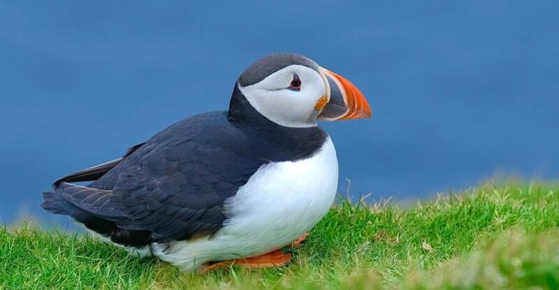 From Edinburgh: 6-Day Shetland & Nothernmost Explorer - Inclusions