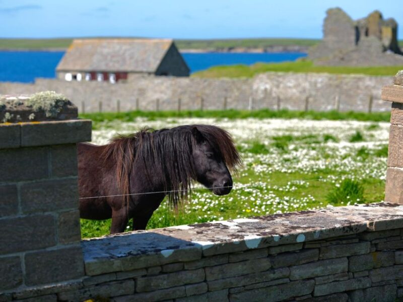 From Edinburgh: 6-Day Shetland & Nothernmost Explorer - Customer Reviews