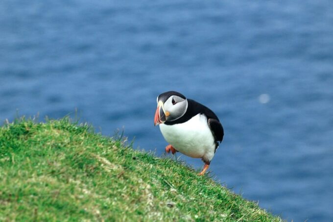 From Edinburgh: 6-Day Shetland & Nothernmost Explorer - Discovering Viking Heritage