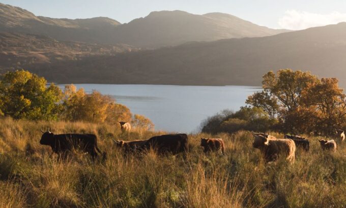 From Edinburgh: Glasgow & Scottish Lakes Spanish Tour - Suitability and Rating