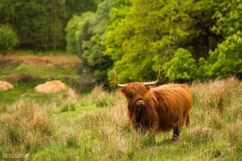 From Edinburgh: Isle of Skye and Hogwarts Express 4-Day Trip - Key Points