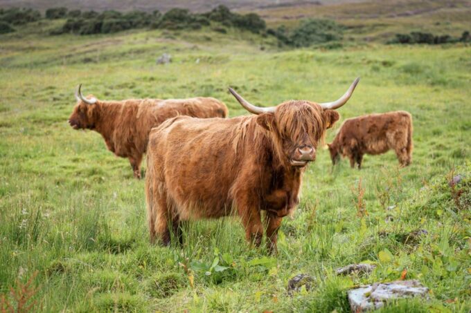 From Edinburgh: Loch Ness and The Highlands Tour - Stops and Activities