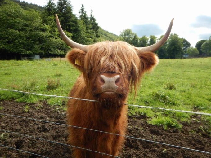 From Edinburgh: Scottish Highlands & Isle of Skye 5-Day Tour - Accommodation and Inclusions