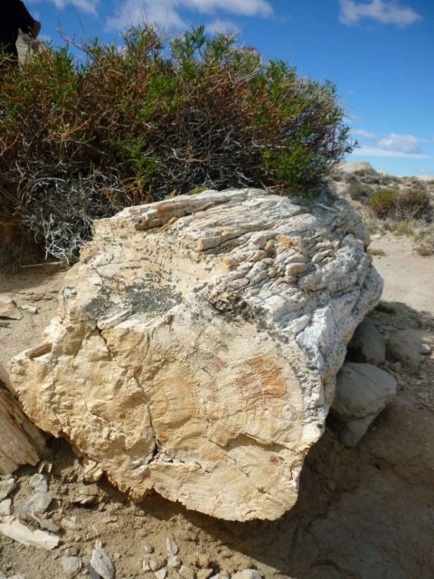From El Calafate: La Leona Petrified Forest Day Trip - Inclusions