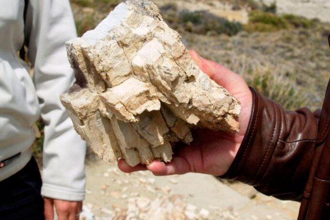 From El Calafate: La Leona Petrified Forest Day Trip - About La Leona