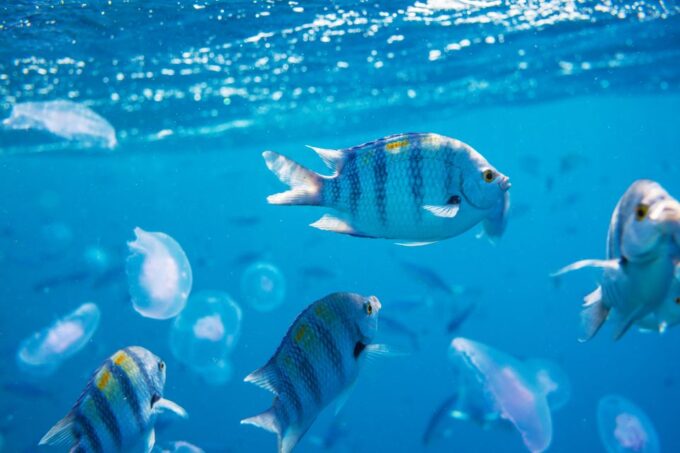From El Gouna: Orange Bay Island Trip & Snorkeling & Lunch - Snorkeling and Water Sports