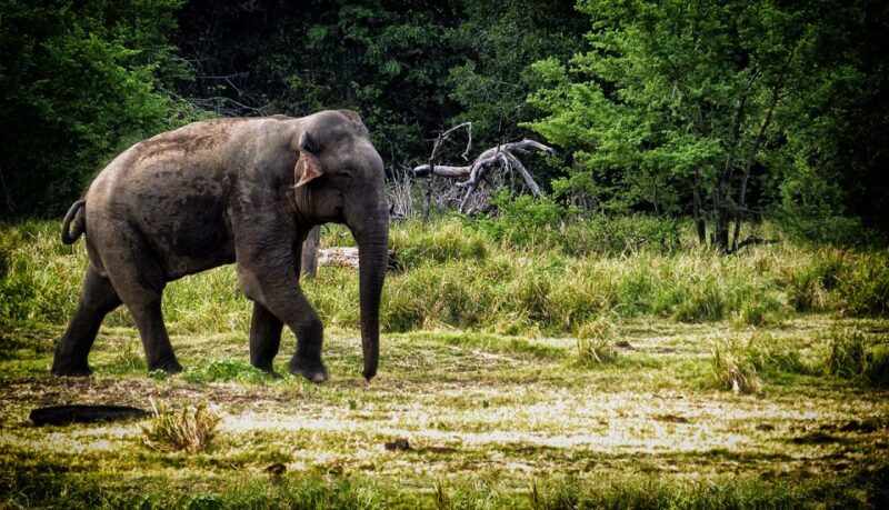 From Ella: All Inclusive Udawalawe National Park Safari - Key Points