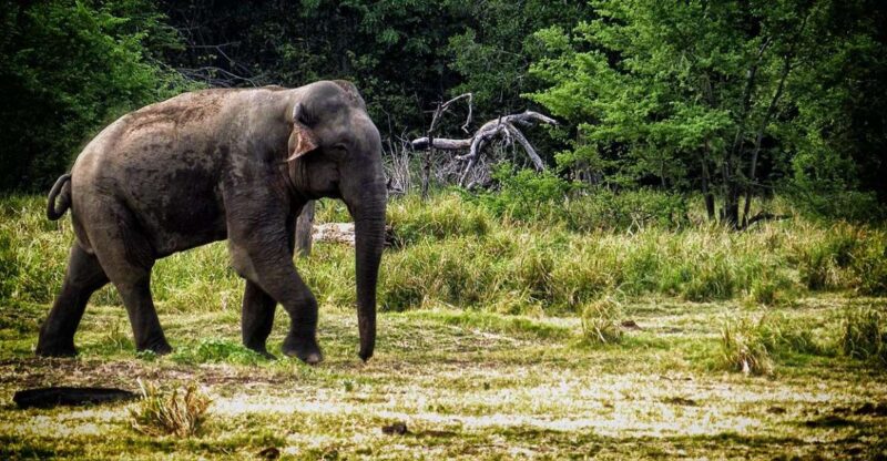 From Ella: All Inclusive Udawalawe National Park Safari - Safari Experience