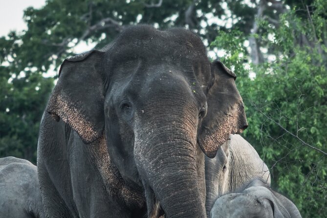 From Ella - Day Excursion to Yala National Park - Good To Know