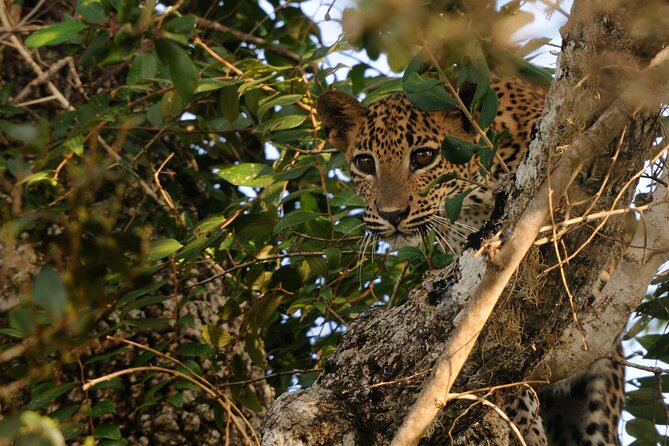 From Ella - Day Excursion to Yala National Park - Booking Flexibility