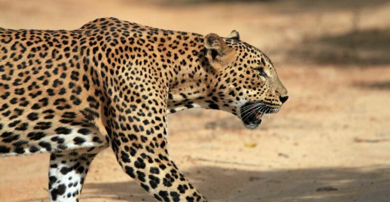 From Ella: Drop to Tangalle/Hiriketiya/Mirissa & Yala Safari - What Makes This Tour Stand Out?