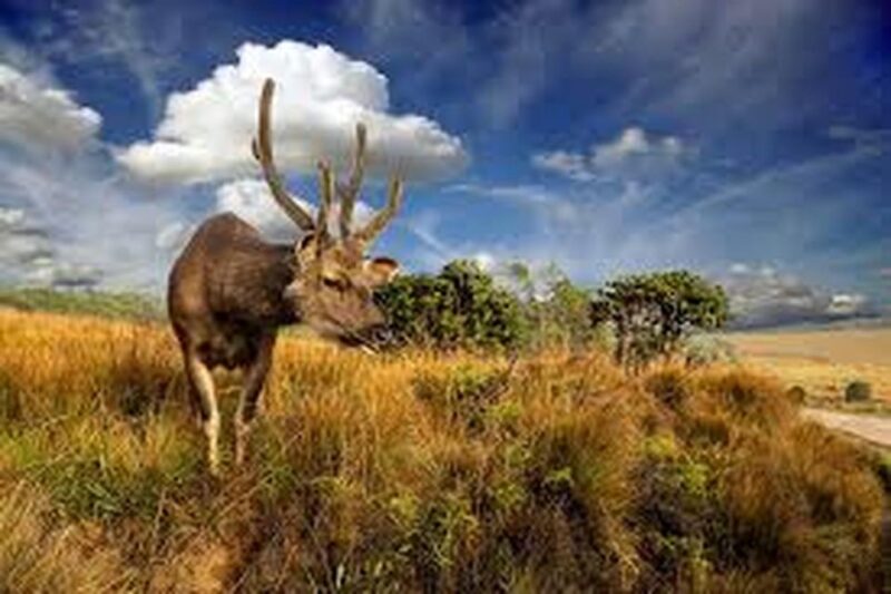 From Ella : Horton Plains National Park & Nuwaraeliya Tour - Key Points