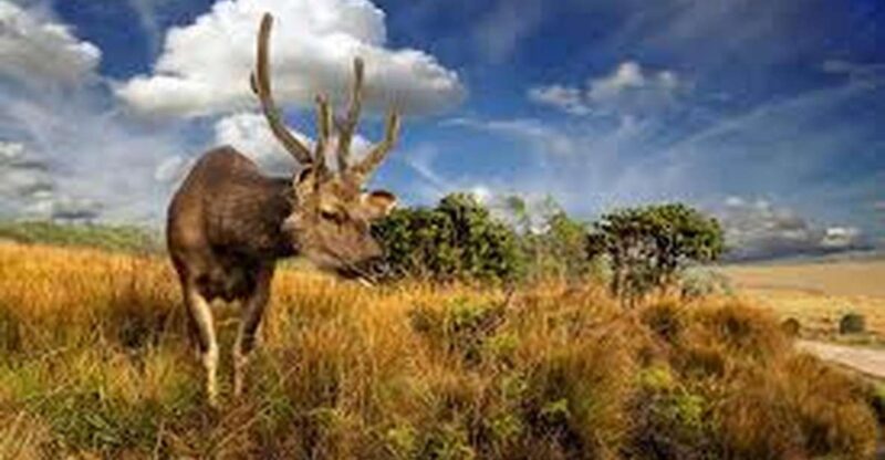 From Ella : Horton Plains National Park & Nuwaraeliya Tour - Itinerary Highlights
