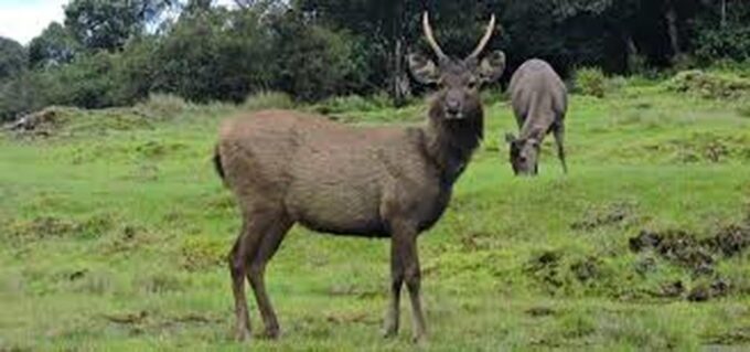 From Ella : Horton Plains National Park & Nuwaraeliya Tour - Explore Horton Plains National Park