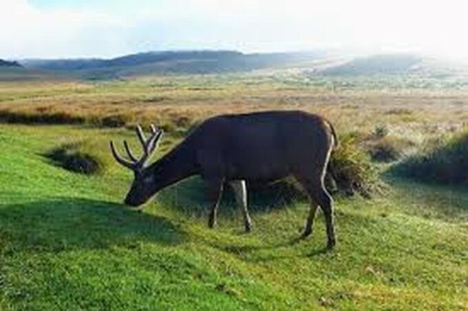 From Ella : Horton Plains National Park & Nuwaraeliya Tour - Enjoy Recreational Activities