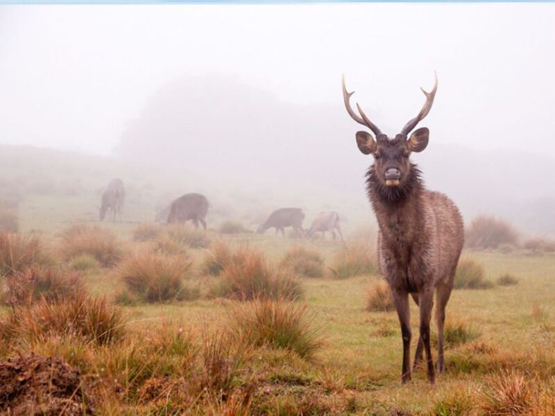 From Ella: Horton Plains Trekking & Tea Factory Visit - Key Points
