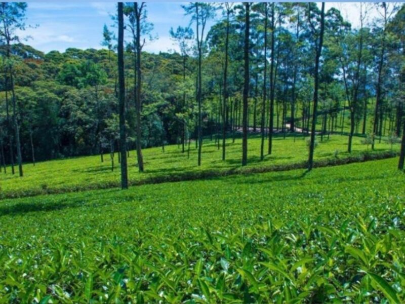 From Ella: Horton Plains Trekking & Tea Factory Visit - Itinerary Highlights