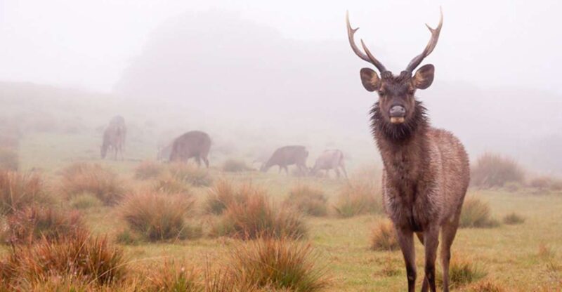From Ella: Horton Plains Trekking & Tea Factory Visit - Transportation and Logistics