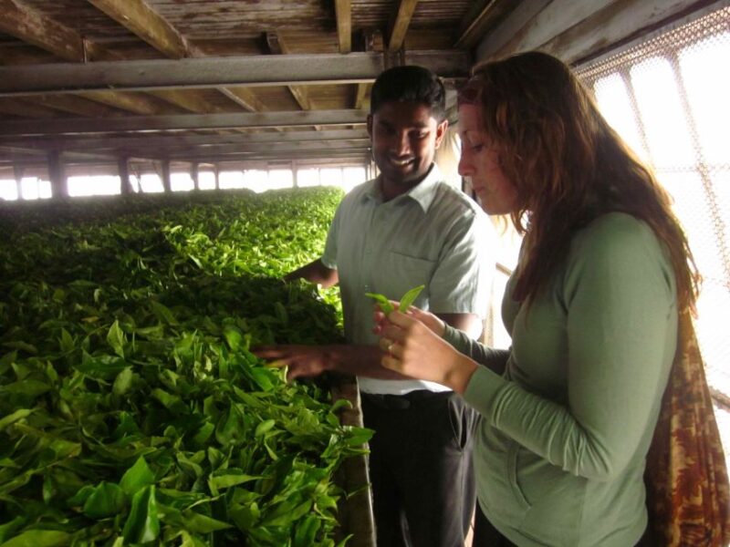 From Ella: Lipton Seat & Dambatenne Tea Factory Day Tour - Inclusions
