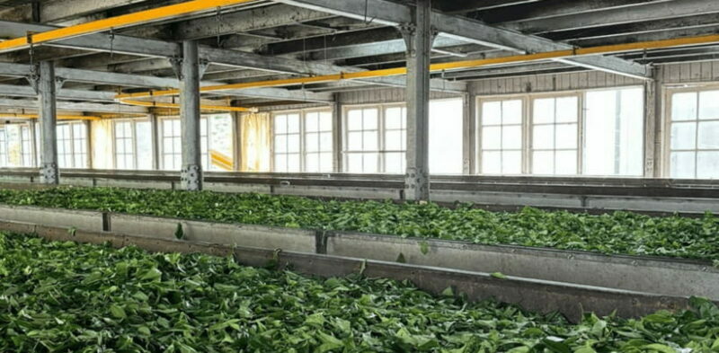From Ella: Nuwara Eliya Tea Factory and Plantation Tour - A Practical Look at the Nuwara Eliya Tea Tour