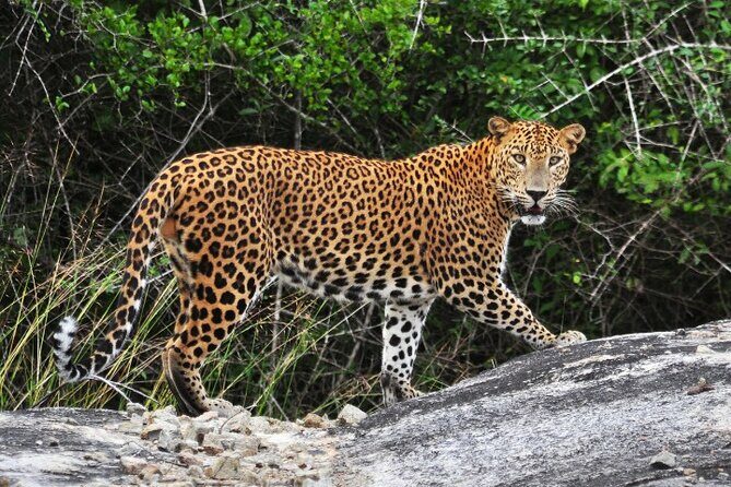 From Ella: Private Yala Safari & Transfer/Tangalle/Mirissa/Galla - Why This Tour Stands Out