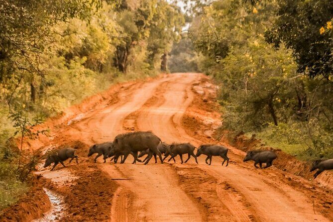 From Ella: Private Yala Safari & Transfer/Tangalle/Mirissa/Galla - The Itinerary in Detail