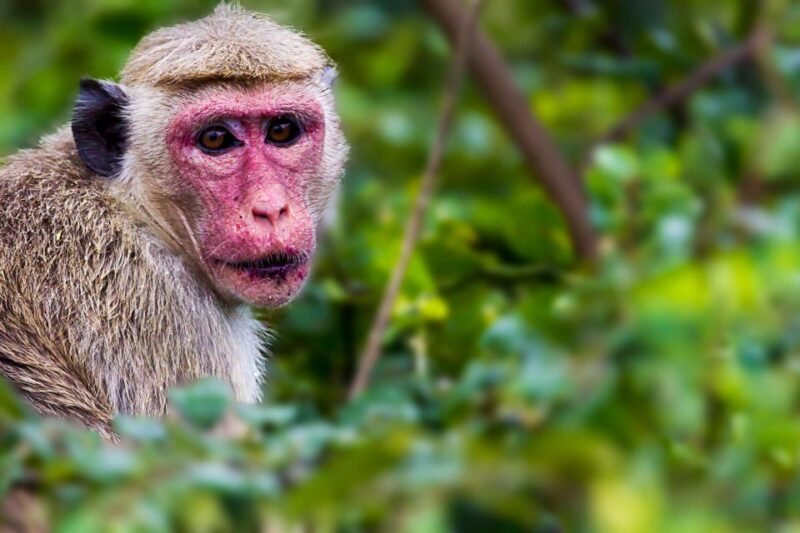 From Ella: Shuttle to Tangalle/Hiriketiya With Yala Safari - Photographic Opportunities