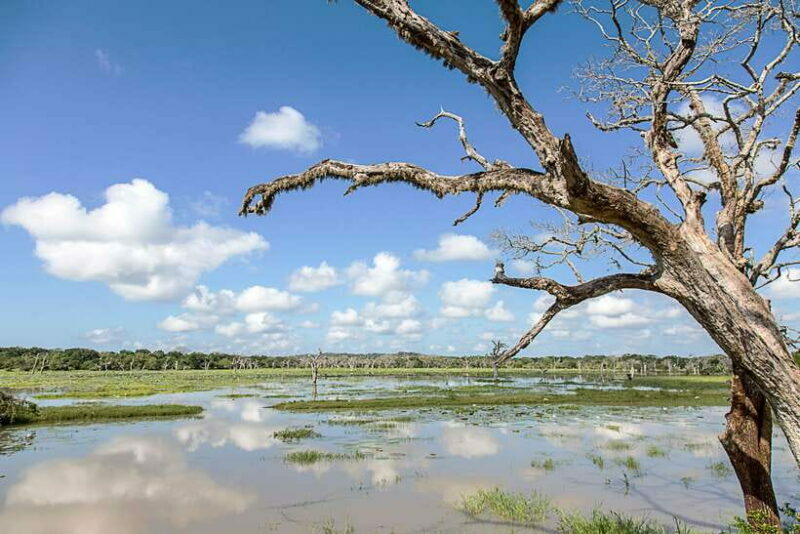 From Ella: Shuttle to Tangalle/Hiriketiya with Yala Safari - Cost and Value
