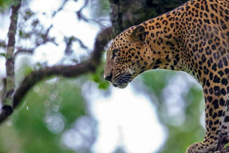 From Ella: Shuttle to Tangalle/Hiriketiya with Yala Safari - FAQ