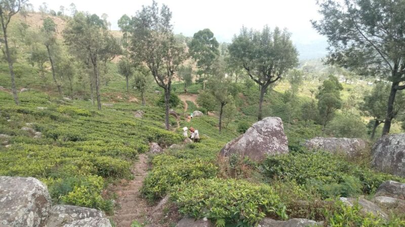 From Ella: Tea Adventure in Haputale With Village Lunch - Itinerary and Locations