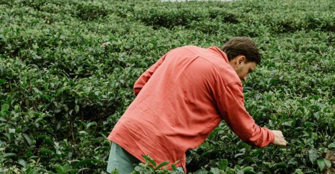 From Ella: Tea Adventure in Haputale With Village Lunch - Frequently Asked Questions