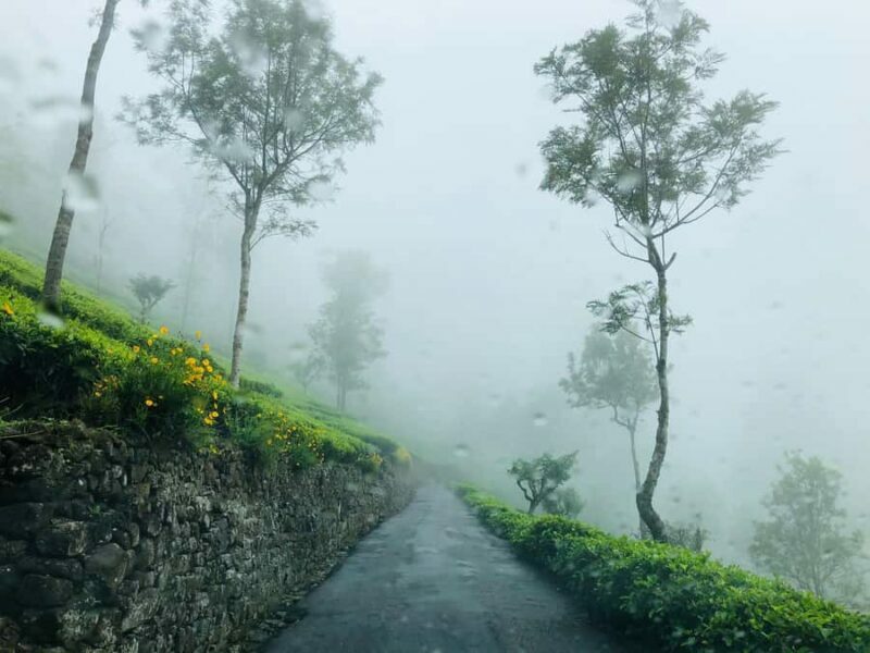 From Ella: Tea Adventure Tour in Haputale With Village Lunch - An In-Depth Look at the Tour