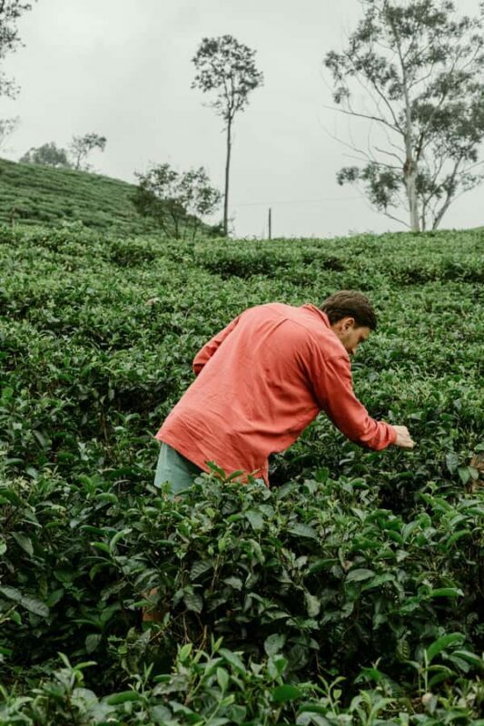 From Ella: Tea Adventure Tour in Haputale With Village Lunch - Final Thoughts: Who’s It Best For?