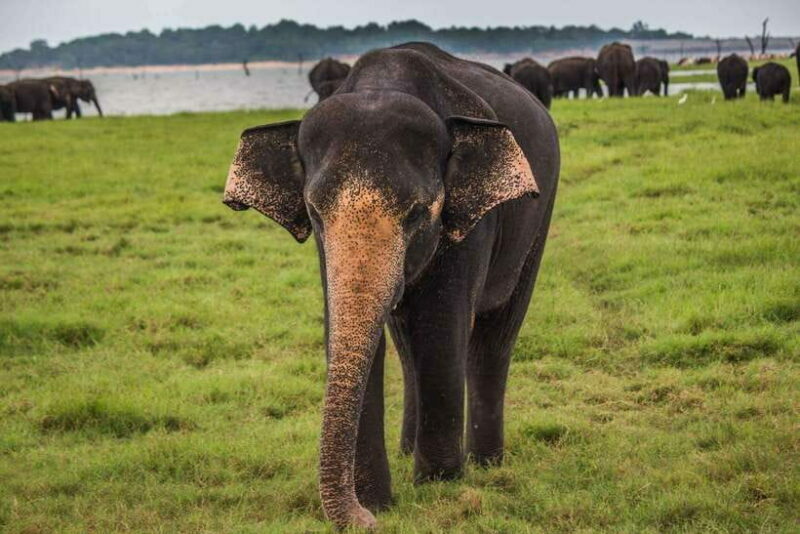 From Ella: Udawalawa Safari and Tangalle/Hiriketiya Transfer - FAQ