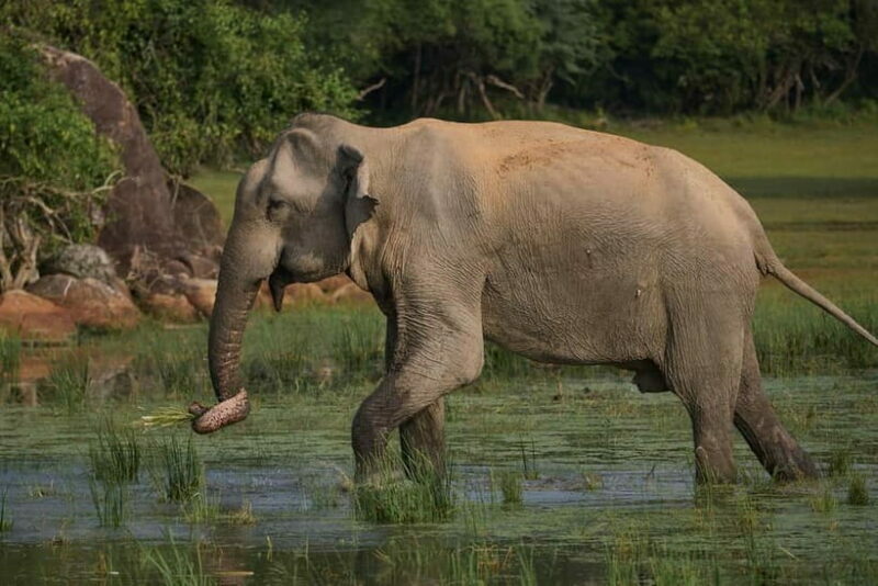 From Ella : Udawalawa Safari & Drop Tangalle/ Mirissa/ Galle - What You Can Expect From This Tour