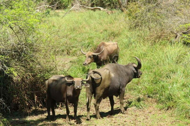 From Ella : Udawalawa Safari & Drop Tangalle/ Mirissa/ Galle - Who Would Love This Tour?
