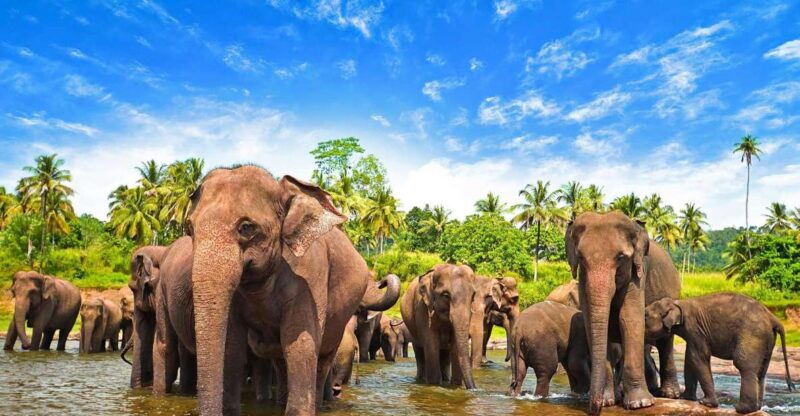 From Ella :- Udawalawa Safari & Elephant Transit Home Tour - Wildlife and Conservation