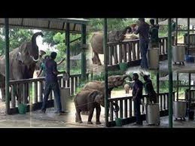 From Ella :- Udawalawa Safari & Elephant Transit Home Tour - Pickup and Drop-off Locations