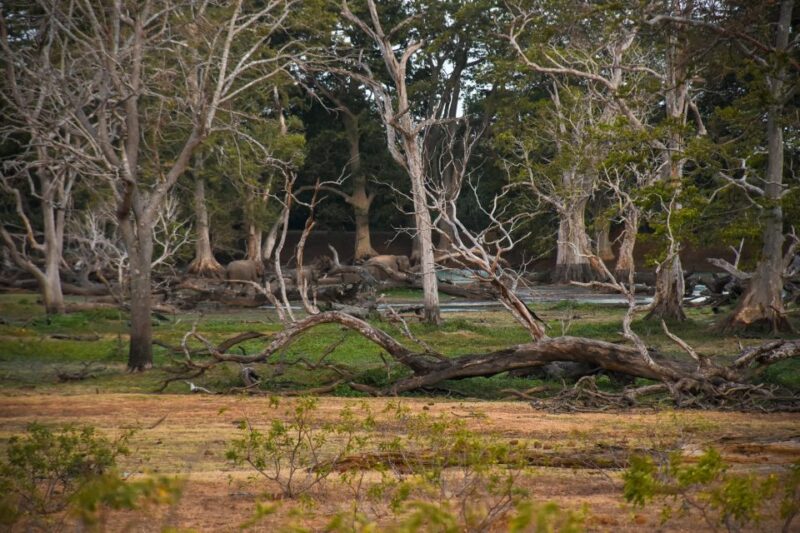 From Ella - Udawalawe National Park Private Safari - Inclusions and Recommendations