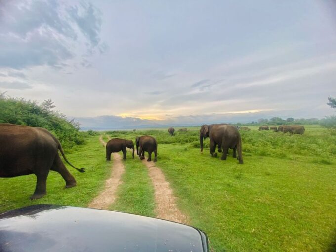 From Ella - Udawalawe National Park Private Safari - Pickup and Return Details