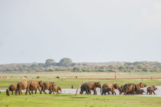 From Ella - Udawalawe National Park Private Safari - Cancellation and Refund Policy