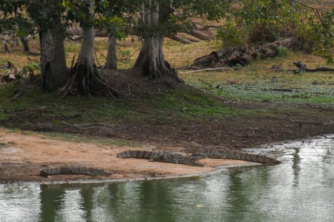 From Ella - Udawalawe National Park Private Safari - Recap