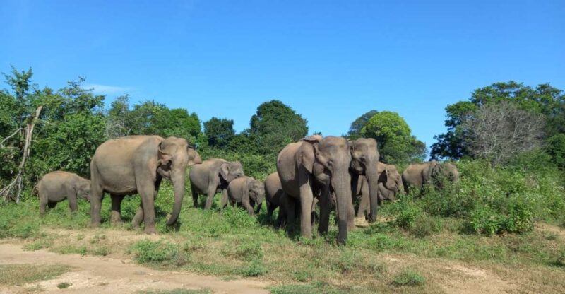 From Ella: Udawalawe National Park Safari Tour - Transportation and Logistics