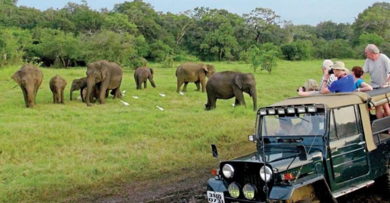 From Ella: Udawalawe Safari & Local Lunch Adventure - Safari Experience