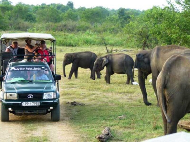 From Ella: Udawalawe Safari & Local Lunch Adventure - Inclusions
