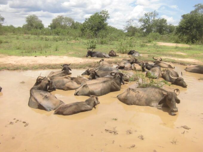 From Ella: Udawalawe Safari With Elephant Transit Home - Optional Extras