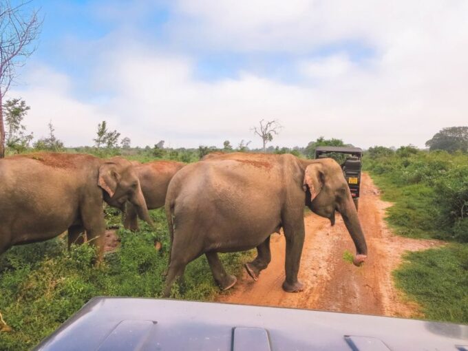 From Ella: Udawalawe Safari With Elephant Transit Home - Frequently Asked Questions