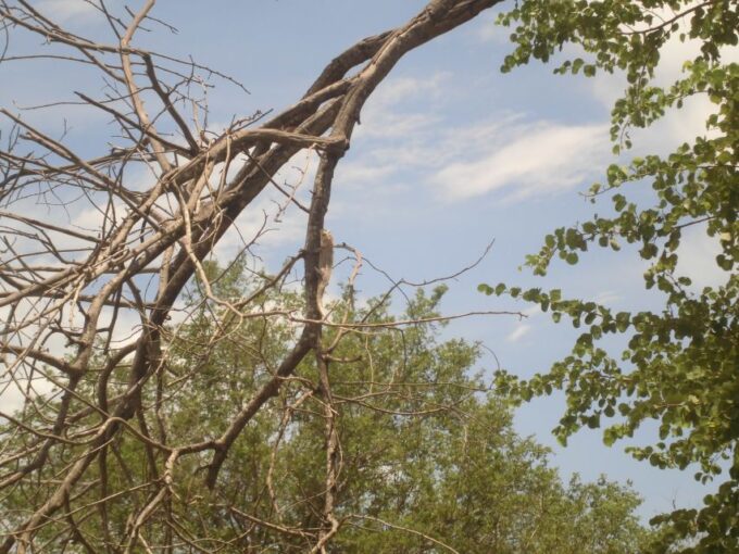 From Ella: Udawalawe Safari With Elephant Transit Home - Recap