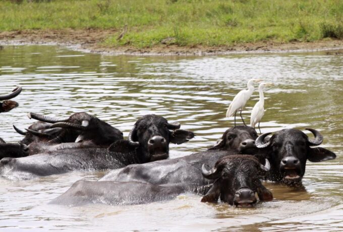 From Ella: Udawalawe Safari With Elephant Transit Home Visit - Safari Jeep Tour