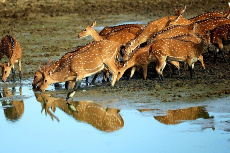 From Ella: Yala Leopard Safari & Local Lunch Adventure - Highlights of Yala National Park